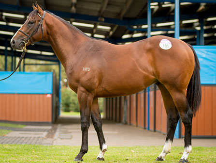 Colt ex Dosh Dash