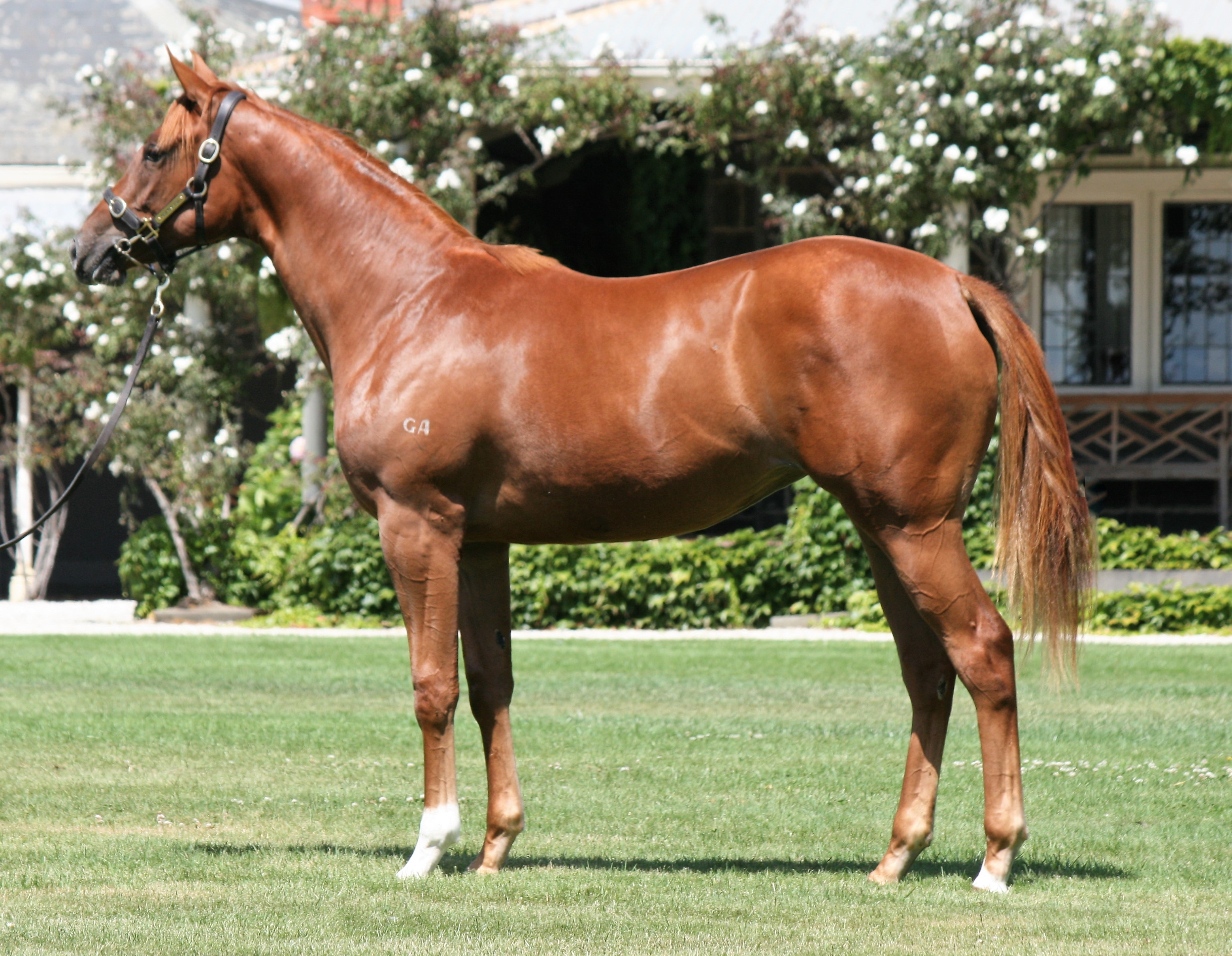 Adrenaline Thoroughbreds offer filly by Star Witness