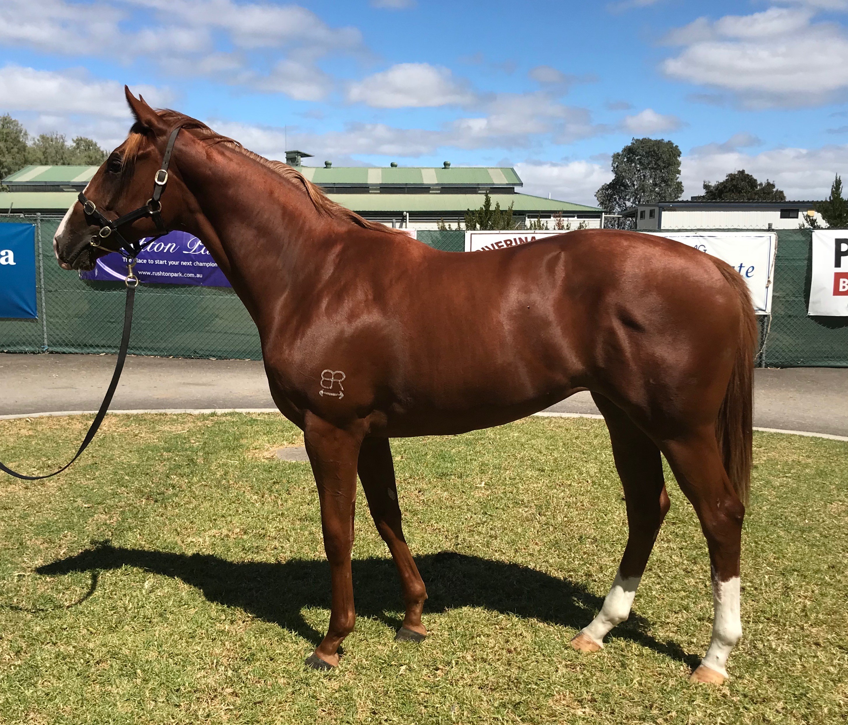 Filly by Dream Ahead (ex Mieko's Diamond) @ the Magic Millions sale in Adelaide