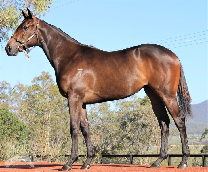 Magic Millions vendor image