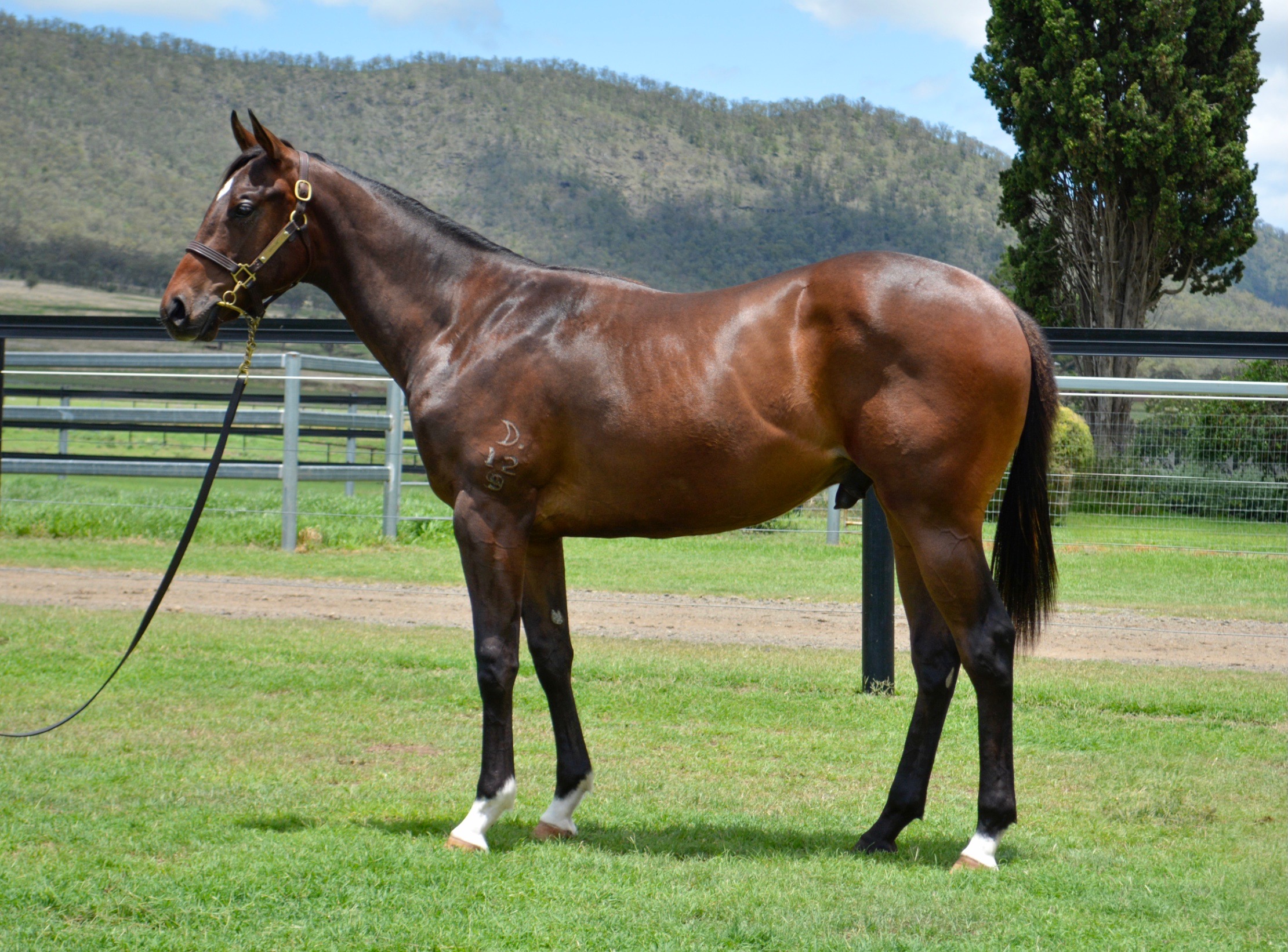 Colt by Spirit of Boom