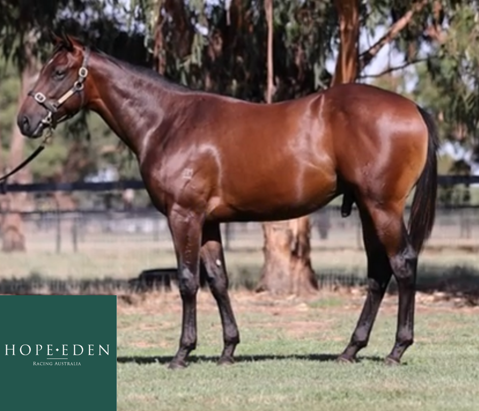 Gelding (ex Leamington)