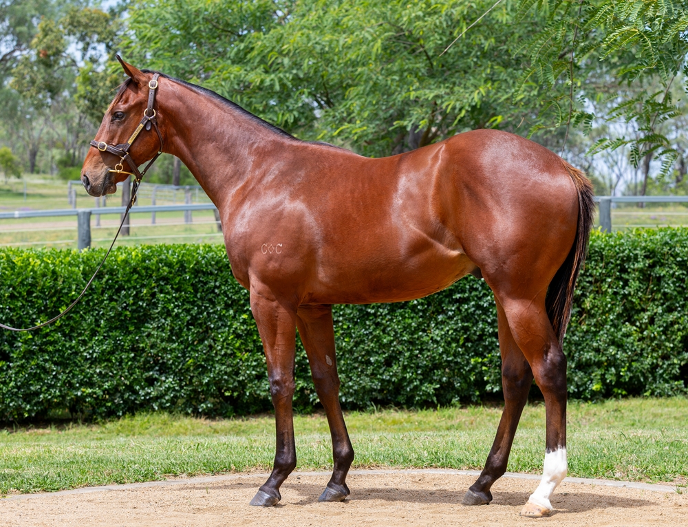 Image supplied by Magic Millions & Vendor Eureka. Bay colt ex Notonyourlife